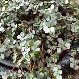 Photo of the plant species Pilea Silver Sparkle by @WinSedge32 named Zeus on Greg, the plant care app