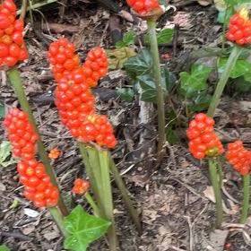 Photo of the plant species Arum Italicum by @FestalLilacmist named Girlfrond on Greg, the plant care app