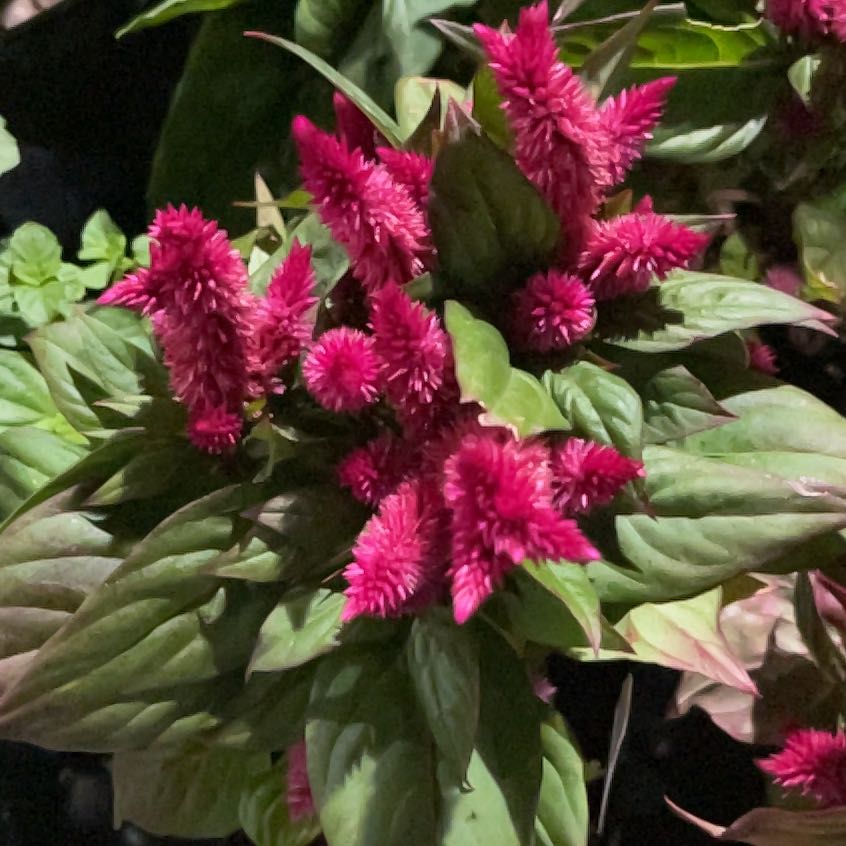 Photo of the plant species Celosia 'Kosmo Mix' by @RightlyChilli named Apollo on Greg, the plant care app