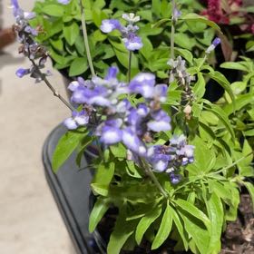 Photo of the plant species Henry Duelberg Mealy Blue Sage by @RightlyChilli named Daphne on Greg, the plant care app