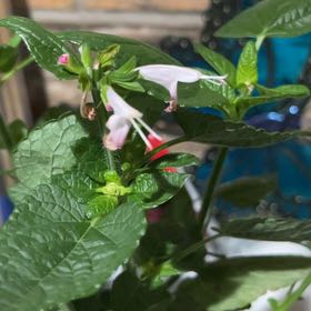Photo of the plant species Archangel Angelonia by @RightlyChilli named Harry on Greg, the plant care app