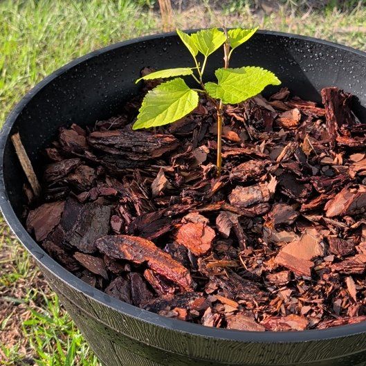 Photo of the plant species Dwarf Everbearing Mulberry by @DirectGuavatree named Cleopatra on Greg, the plant care app