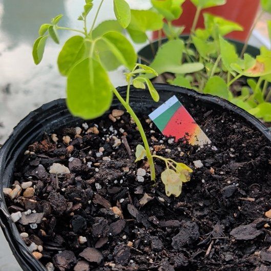 Photo of the plant species Moringa rivae by @DirectGuavatree named Keanu Leaves on Greg, the plant care app