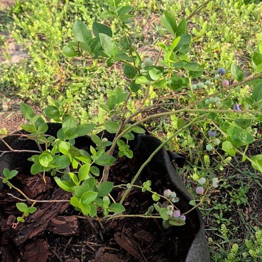 Photo of the plant species Vaccinium Myrtillus by @DirectGuavatree named ChloroPhil on Greg, the plant care app