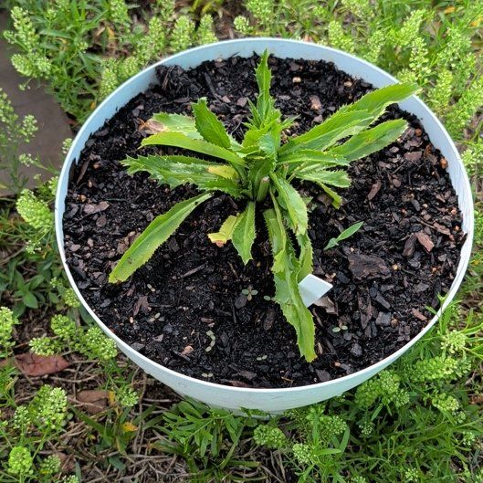 Photo of the plant species Recao by @DirectGuavatree named Sonora on Greg, the plant care app