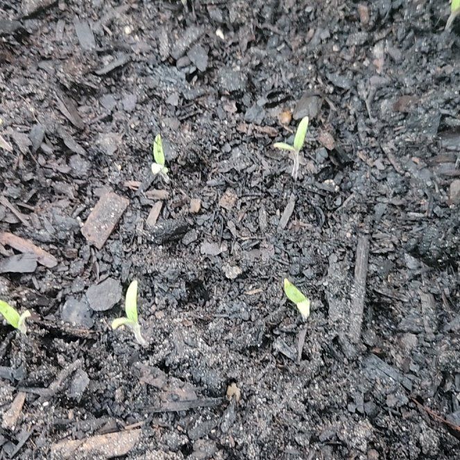 Photo of the plant species Tomatoes by @BubblyMorombe25 named Marley on Greg, the plant care app