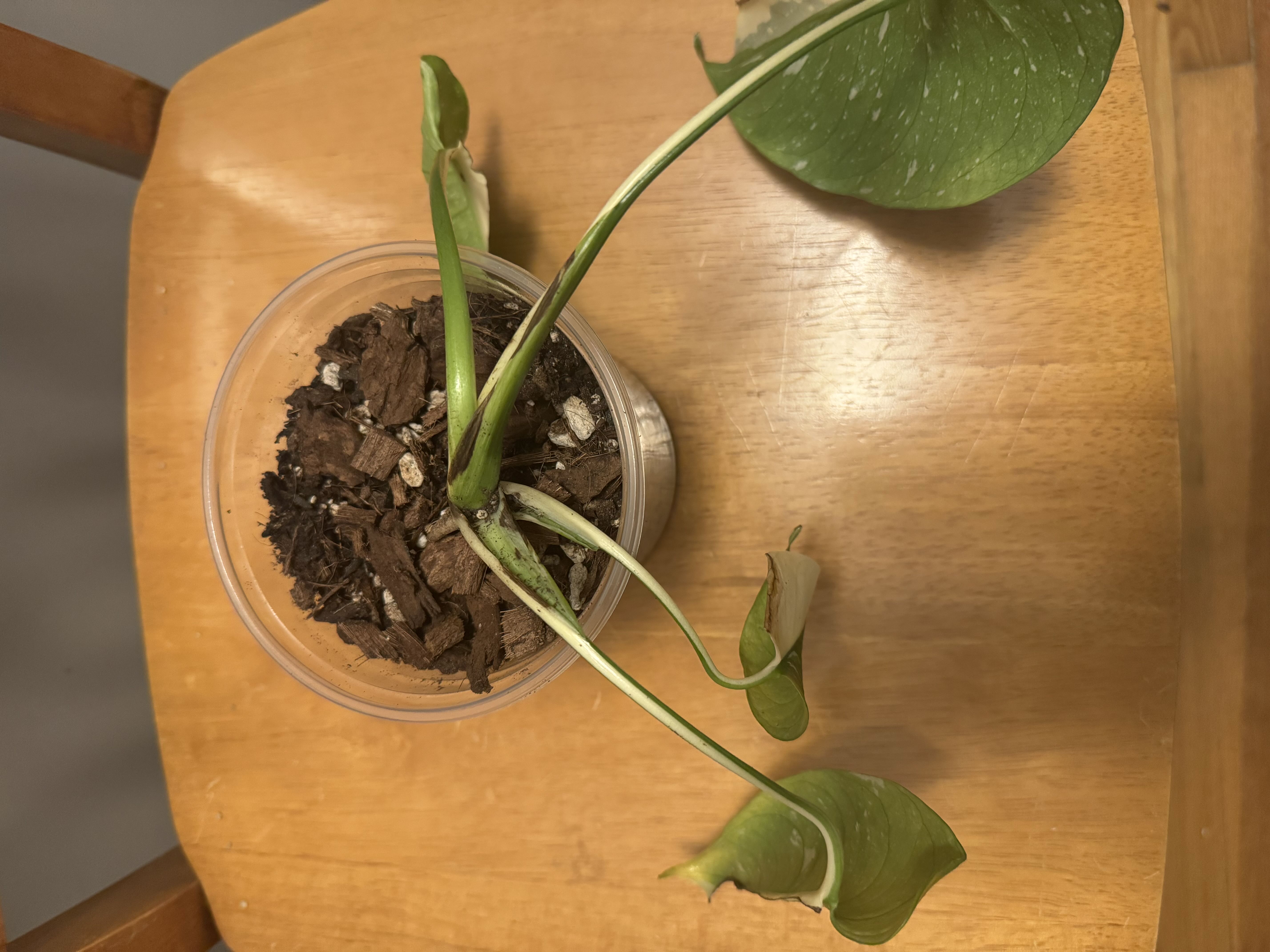Photo from the post