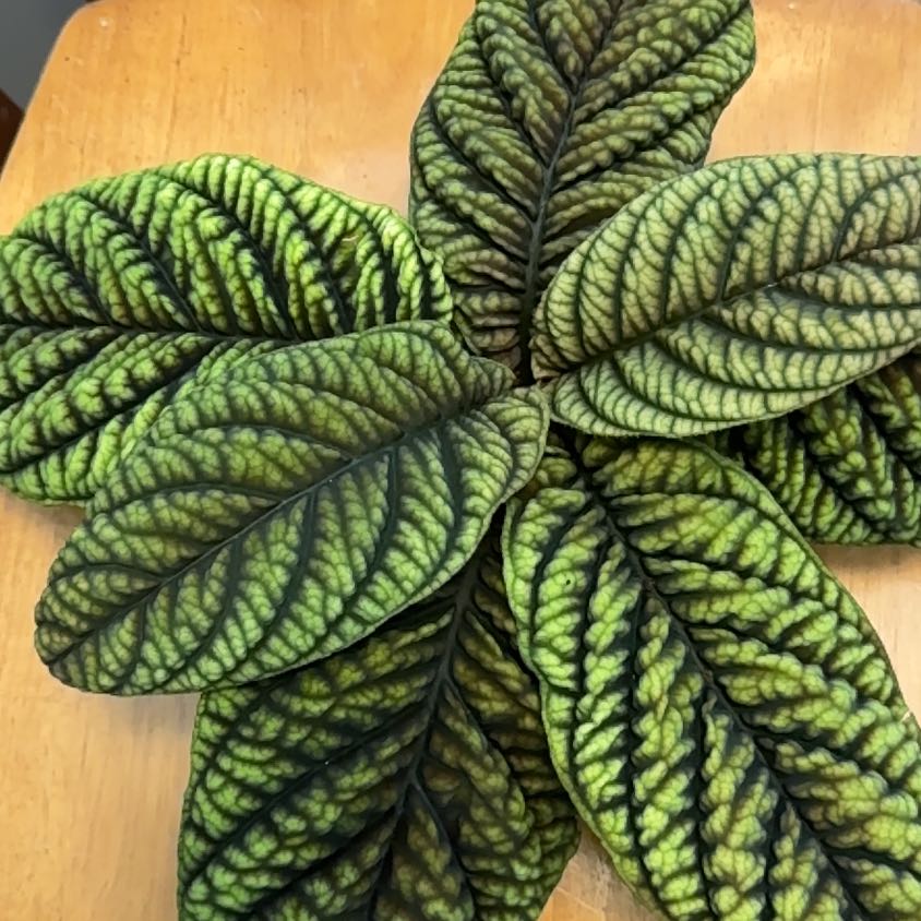 Photo of the plant species Ardisia 'Cool Fire' by @BonusTaraire85 named Diana on Greg, the plant care app
