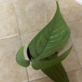 Photo of the plant species Amydrium medium by @BonusTaraire85 named Eva on Greg, the plant care app
