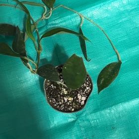 Photo of the plant species Hoya 'Flores Island' by @BonusTaraire85 named Darwin on Greg, the plant care app