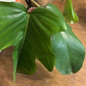 Photo of the plant species Philodendron by @BonusTaraire85 named Messi on Greg, the plant care app