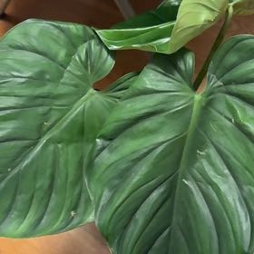 Photo of the plant species Silver Columbia Philodendron by @BonusTaraire85 named Sanders on Greg, the plant care app