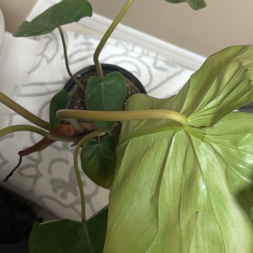 Photo of the plant species Philodendron 'McDowell' by @BonusTaraire85 named Drake on Greg, the plant care app