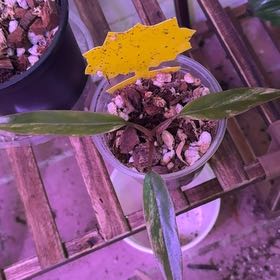 Photo of the plant species Carmel Marble Philodendron by @BonusTaraire85 named Wall-E on Greg, the plant care app