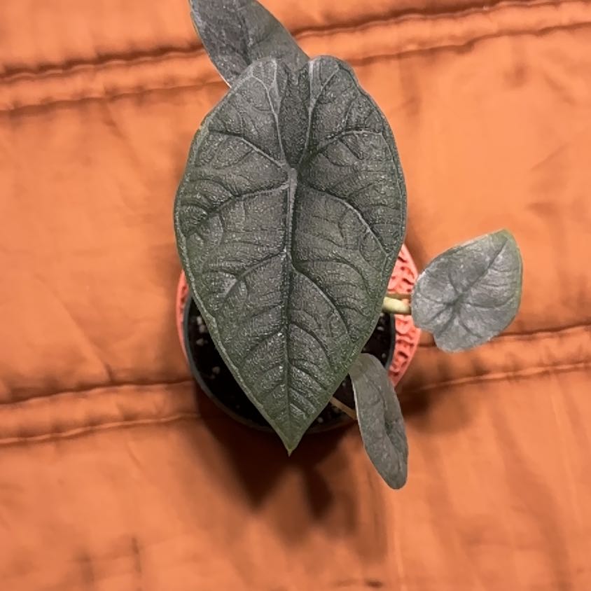 Photo of the plant species Alocasia 'Melo' by @BonusTaraire85 named Coco on Greg, the plant care app