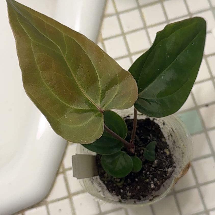Photo of the plant species Anthurium 'Gigi' by @BonusTaraire85 named Achilles on Greg, the plant care app