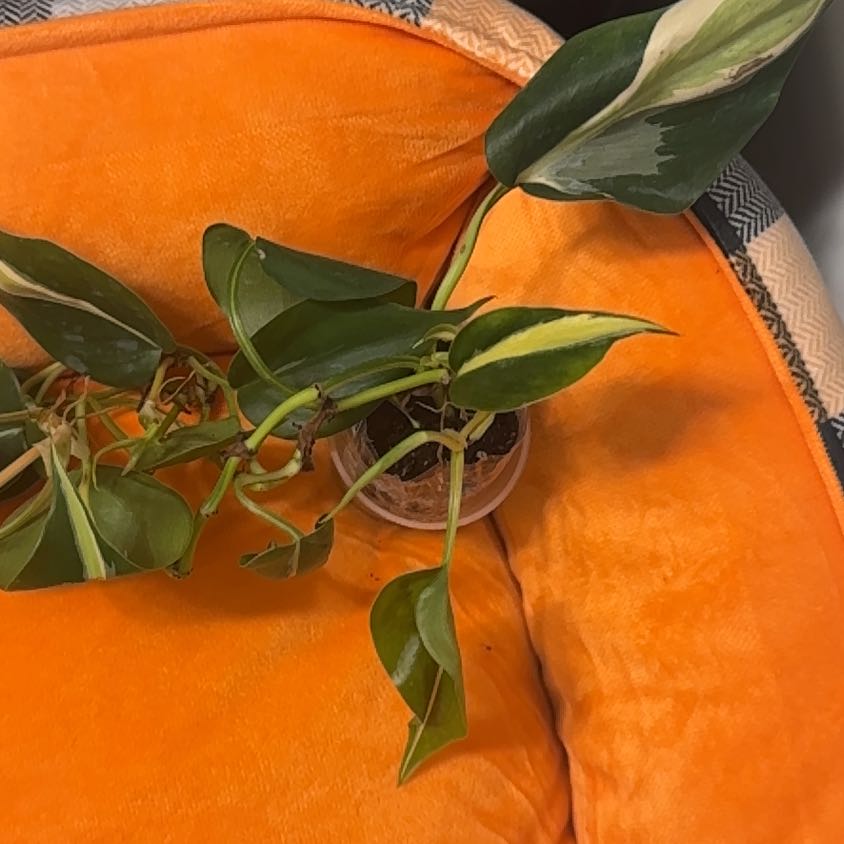 Photo of the plant species Philodendron cream splash by @BonusTaraire85 named Dolores on Greg, the plant care app