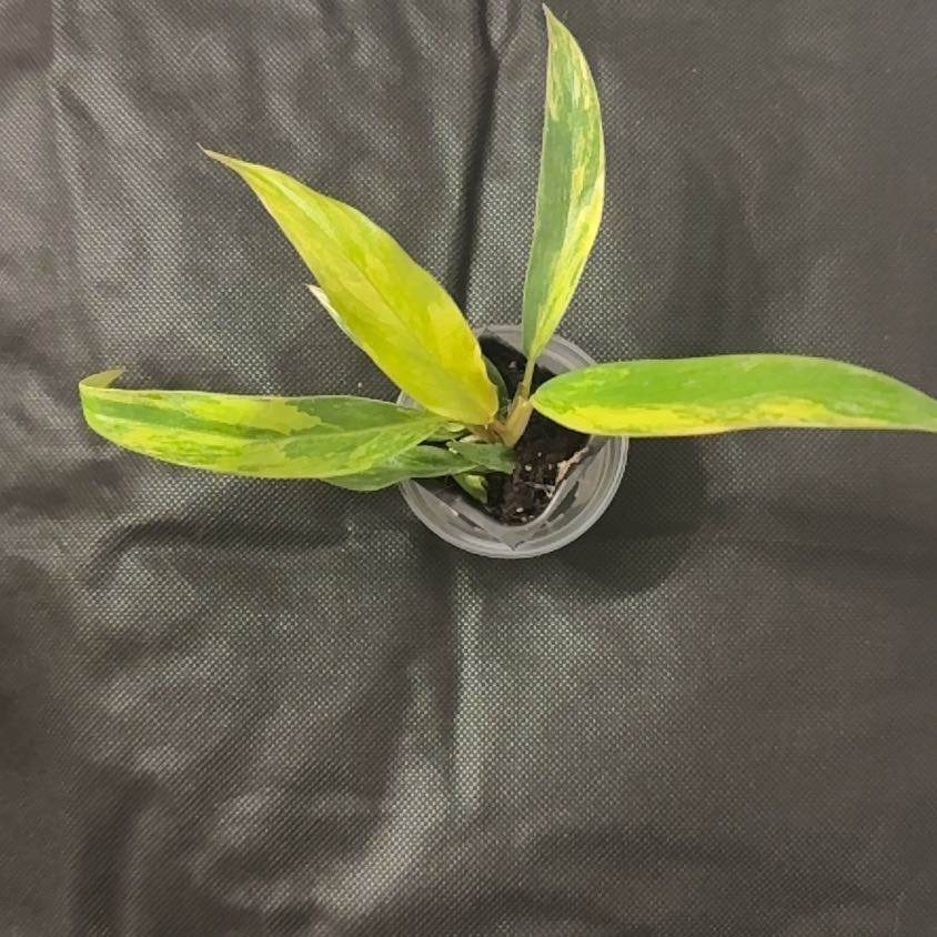 Photo of the plant species Carmel Marble Philodendron by @BonusTaraire85 named Sproutacus on Greg, the plant care app