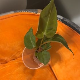 Photo of the plant species Anthurium ravenii by @BonusTaraire85 named Luna on Greg, the plant care app