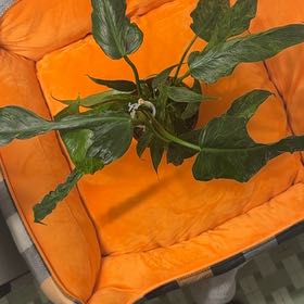 Photo of the plant species Philo Golden Dragon by @BonusTaraire85 named Shakira on Greg, the plant care app