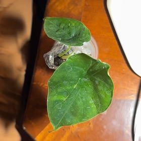 Photo of the plant species Green Unicorn by @BonusTaraire85 named Winston on Greg, the plant care app