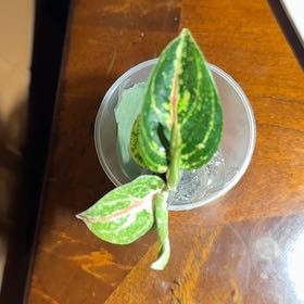 Photo of the plant species Aglaonema 'Favonian' by @BonusTaraire85 named Lola on Greg, the plant care app
