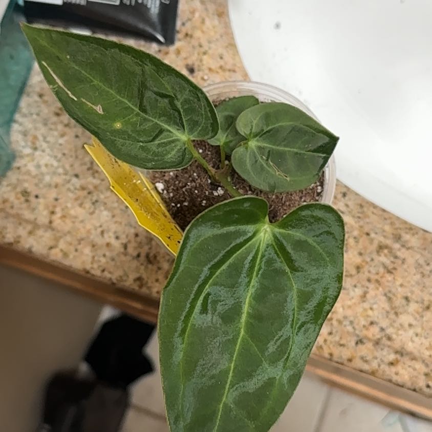 Photo of the plant species Anthurium gigi by @BonusTaraire85 named Sonora on Greg, the plant care app