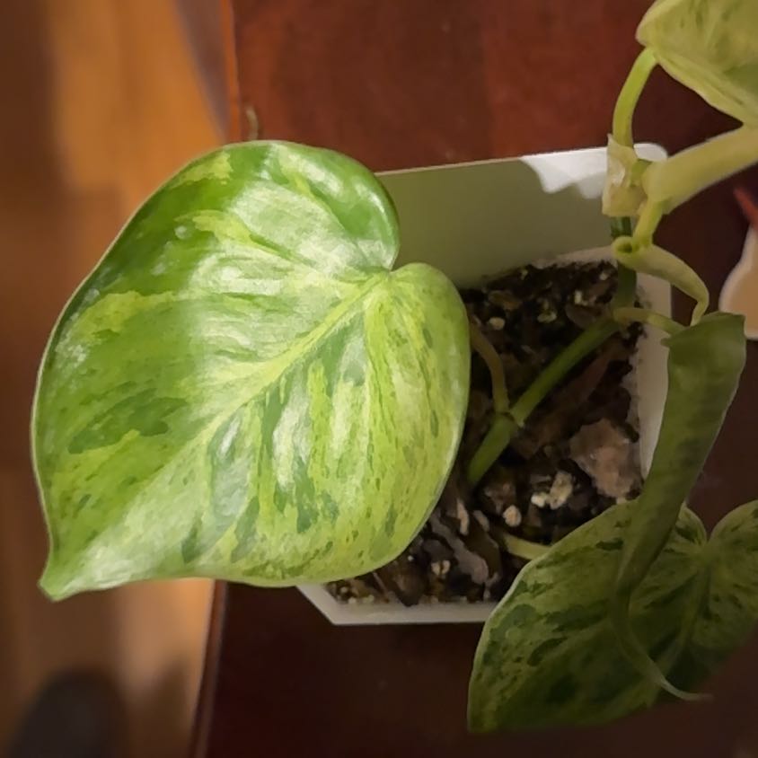 Photo of the plant species Philodendron hederaceum 'Carnival' by @BonusTaraire85 named Lola on Greg, the plant care app