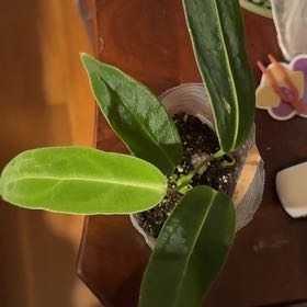 Photo of the plant species Anthurium by @BonusTaraire85 named Prince on Greg, the plant care app