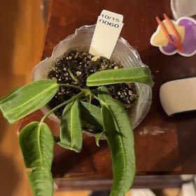 Photo of the plant species Anthurium pallidifibrum by @BonusTaraire85 named Cleopatra on Greg, the plant care app