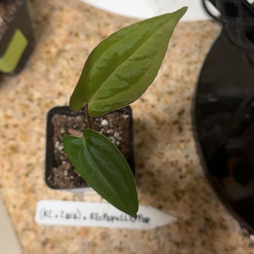 Photo of the plant species Anthurium Papillilaminum Legend by @BonusTaraire85 named Dolores on Greg, the plant care app