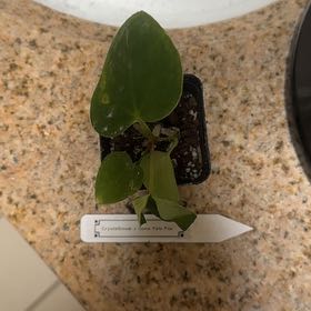 Photo of the plant species Anthurium papillaminum by @BonusTaraire85 named Beckham on Greg, the plant care app