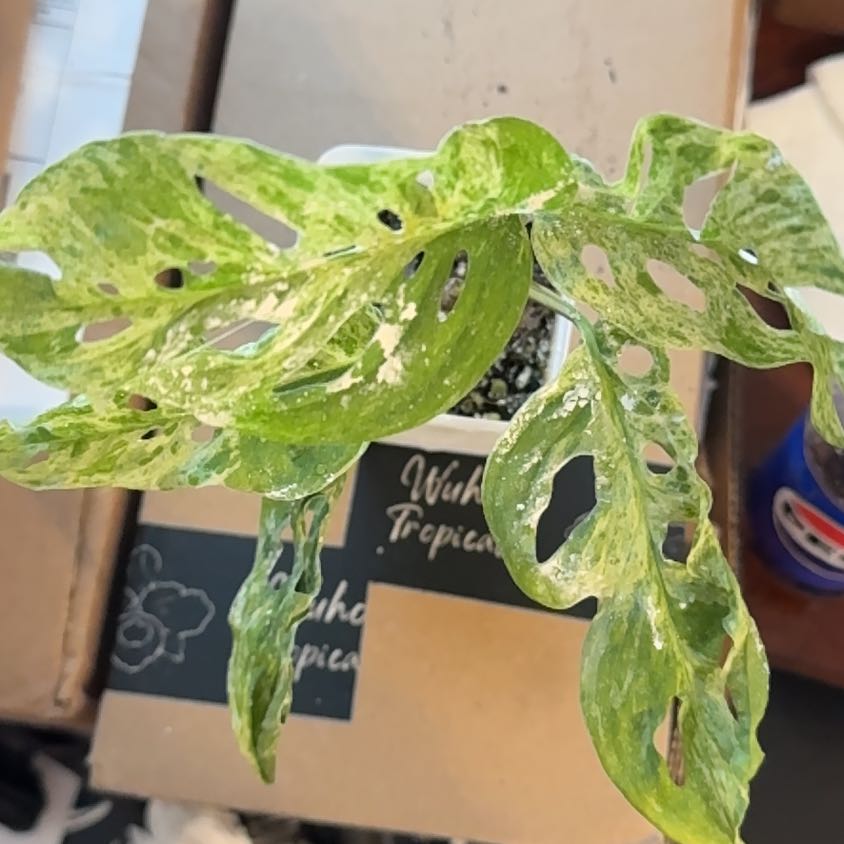 Photo of the plant species monstera by @BonusTaraire85 named Sage on Greg, the plant care app
