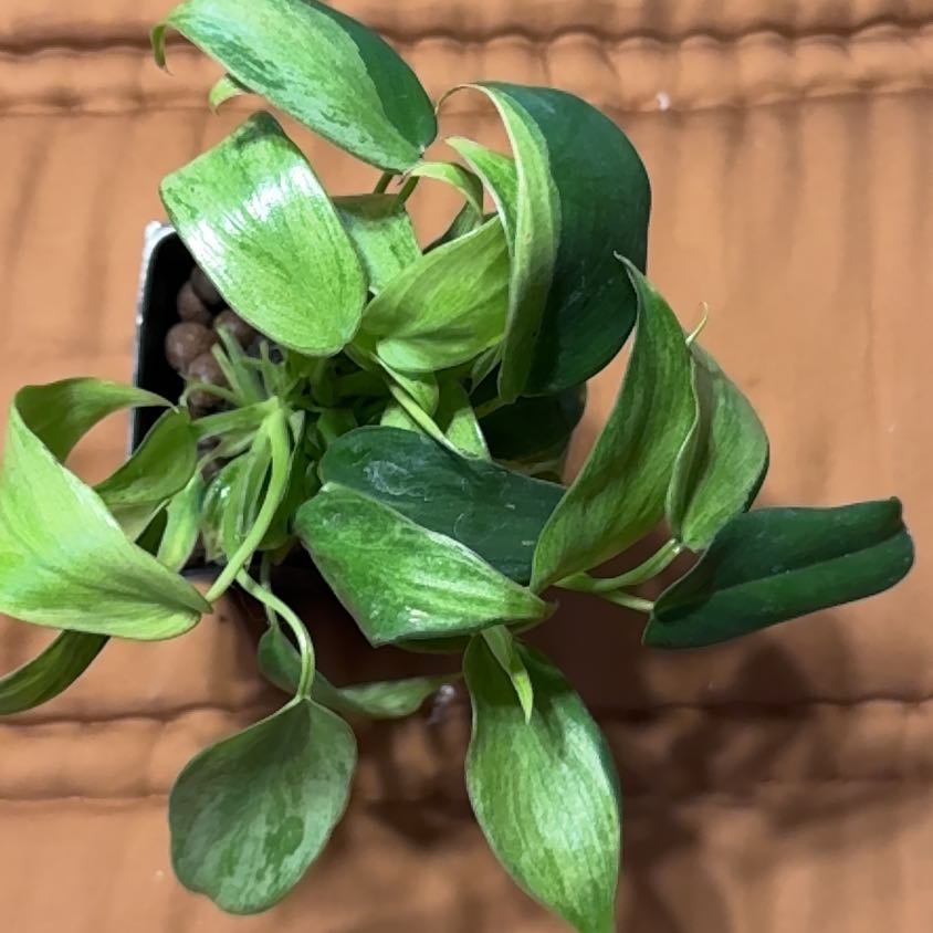 Photo of the plant species Philodendron longilobum by @BonusTaraire85 named Oscar on Greg, the plant care app