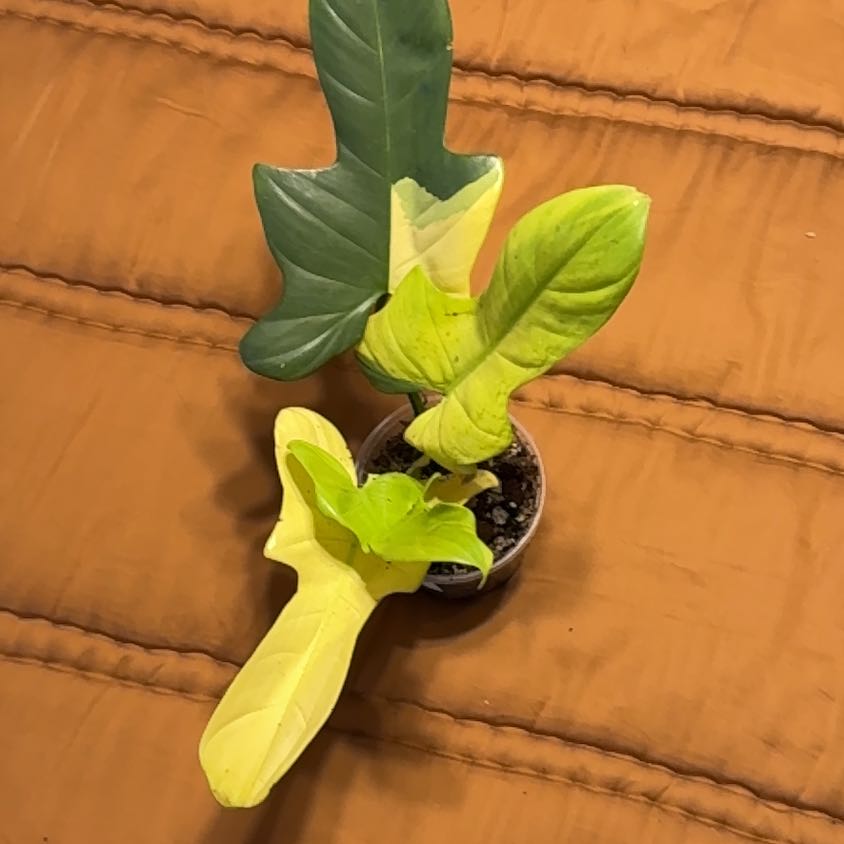 Photo of the plant species Philodendron bipennifolium 'Splash Gordon' by @BonusTaraire85 named Forrest on Greg, the plant care app