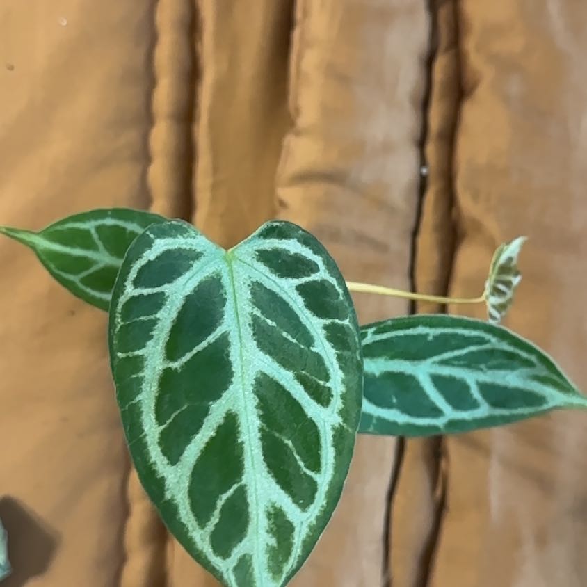 Photo of the plant species Anthurium crystallinum 'Silver Narrow’ x warocqueanum by @BonusTaraire85 named Naomi on Greg, the plant care app