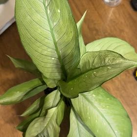 Photo of the plant species Milky Way Dumb Cane by @BonusTaraire85 named Maya on Greg, the plant care app