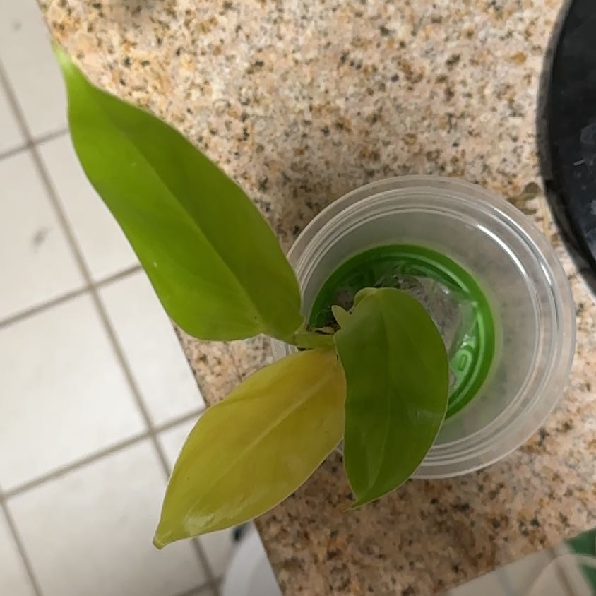 Photo of the plant species Philodendron Golden Melinonii by @BonusTaraire85 named Remington on Greg, the plant care app