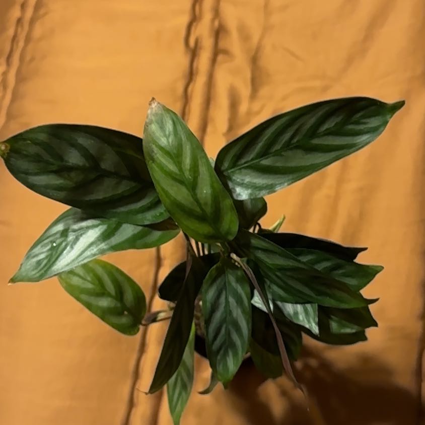 Photo of the plant species Calathea Silver (gray) Star by @BonusTaraire85 named Michelle Branch on Greg, the plant care app