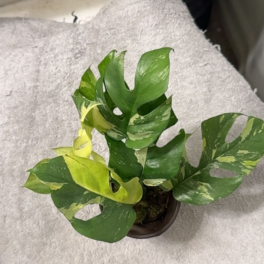 Photo of the plant species Mini Monstera Albo by @BonusTaraire85 named Willow on Greg, the plant care app