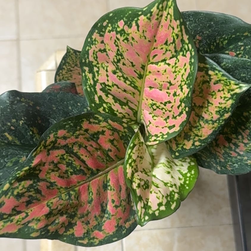 Photo of the plant species Anglaonema Ruby Ray by @BonusTaraire85 named Queen on Greg, the plant care app