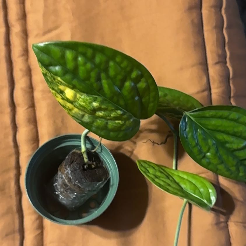 Photo of the plant species Variegated Monstera Peru by @BonusTaraire85 named Fernie Saunders on Greg, the plant care app