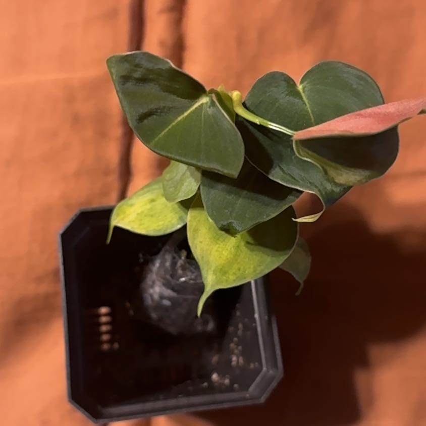 Photo of the plant species Philodendron lupinum by @BonusTaraire85 named Nemo on Greg, the plant care app