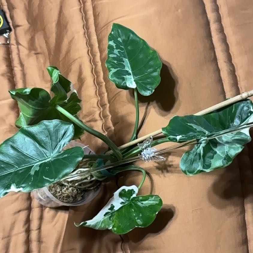 Alocasia Okinawa Silver Plant Care: Water, Light, Nutrients | Greg