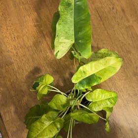 Photo of the plant species Varigated Burle Marx by @BonusTaraire85 named Daphne on Greg, the plant care app