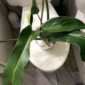 Photo of the plant species Philodendron mexicanum by @BonusTaraire85 named Kobe on Greg, the plant care app