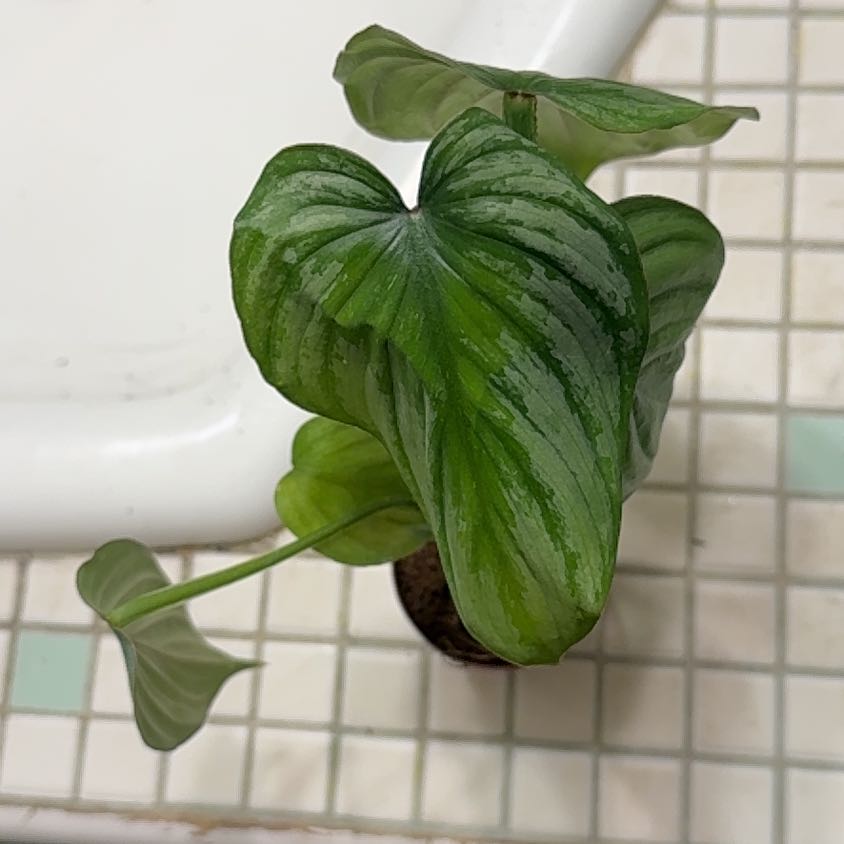Photo of the plant species Philodendron 'Silver Cloud' by @BonusTaraire85 named Elle on Greg, the plant care app