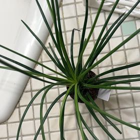 Photo of the plant species Twin Flower Agave by @BonusTaraire85 named Osmo on Greg, the plant care app