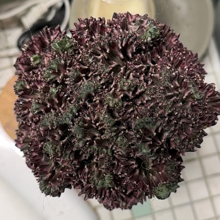 Photo of the plant species Auricula 'Purple Mermaid' by @BonusTaraire85 named Kylie on Greg, the plant care app