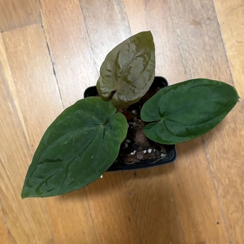 Photo of the plant species Anturio Dressleri by @BonusTaraire85 named Michelle Branch on Greg, the plant care app
